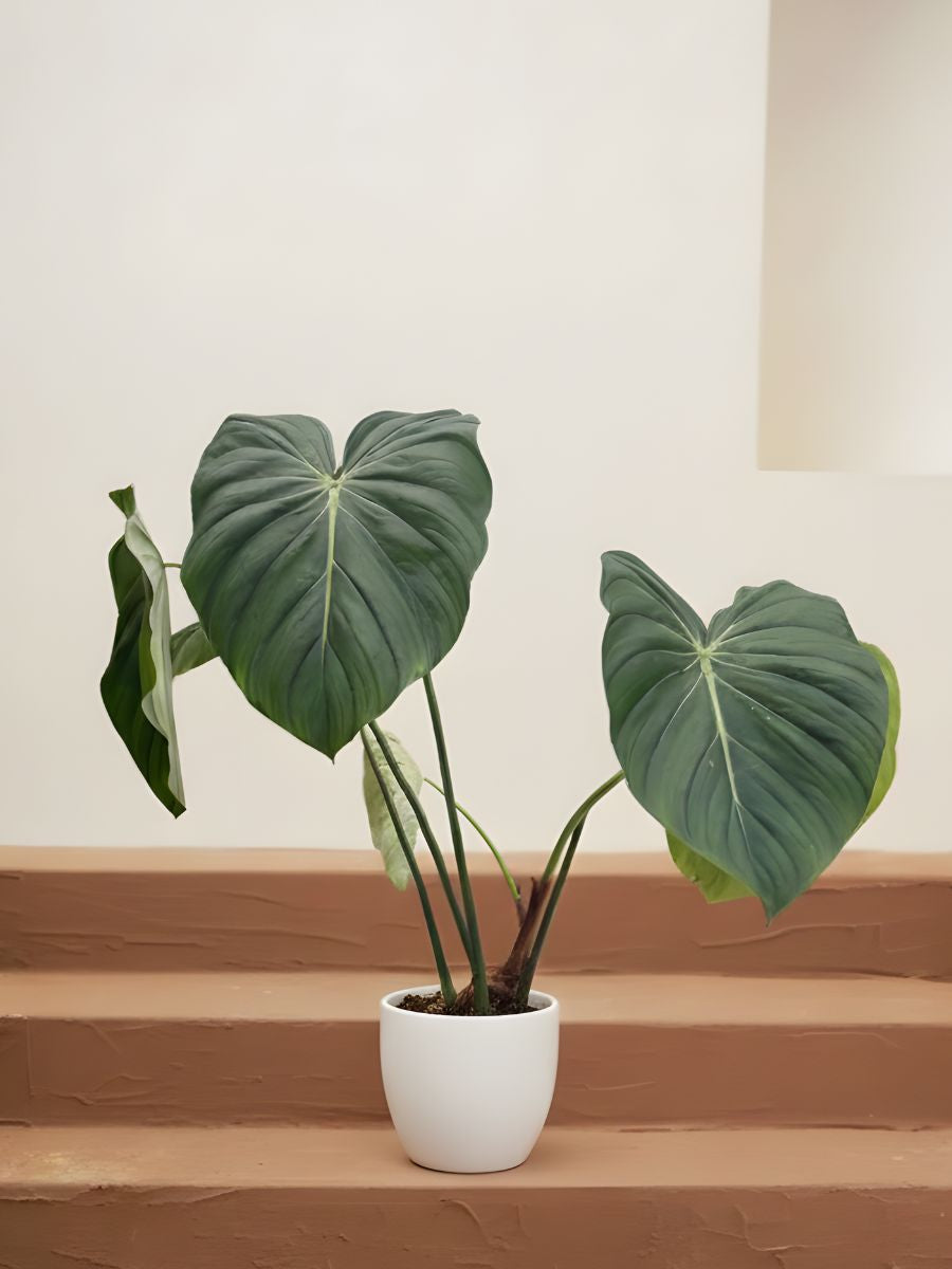 Pasta Plant Philodendron
