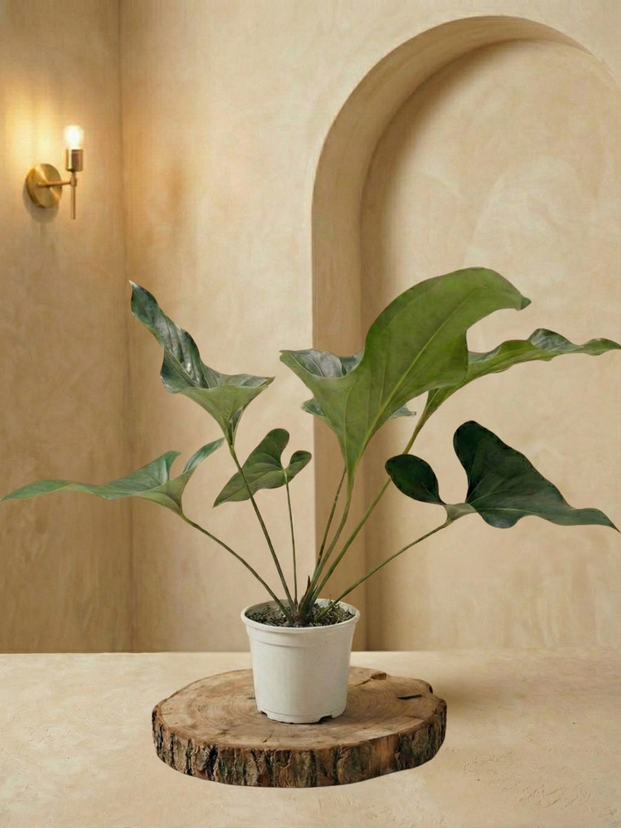 Angel Wings Anthurium | Rare Indoor Plant