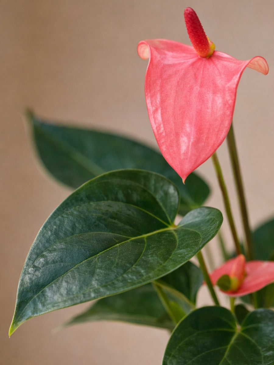 Anthurium Matata