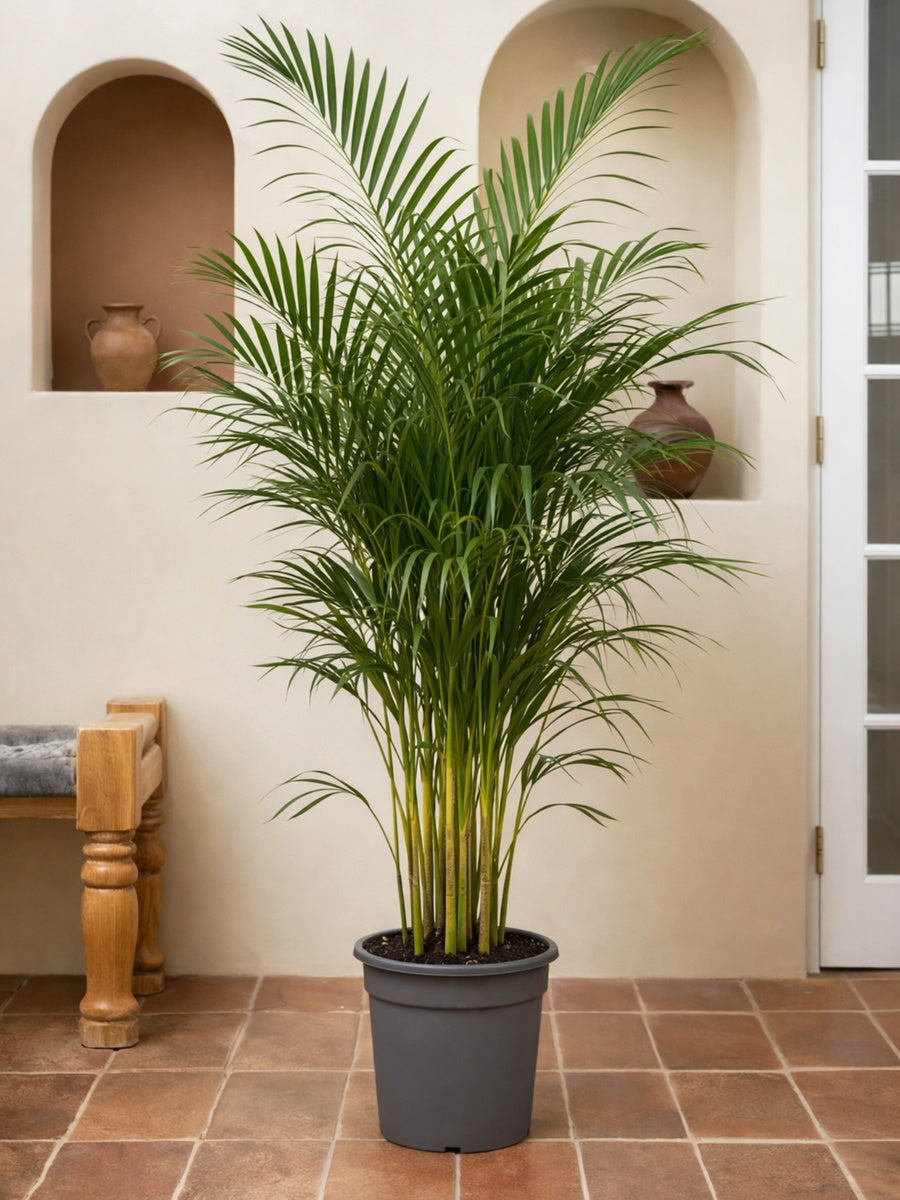 Areca Palm