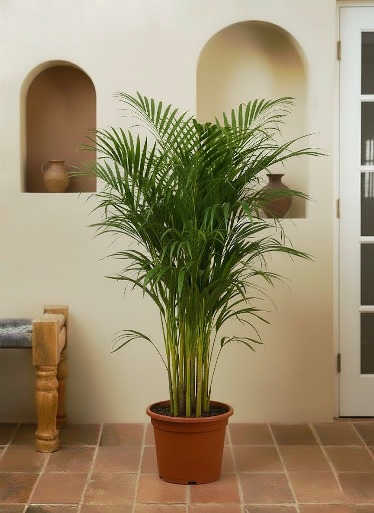 Areca Palm