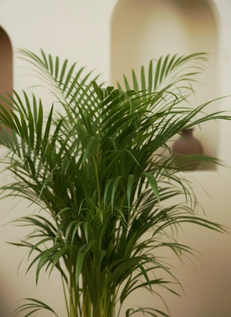 Areca Palm