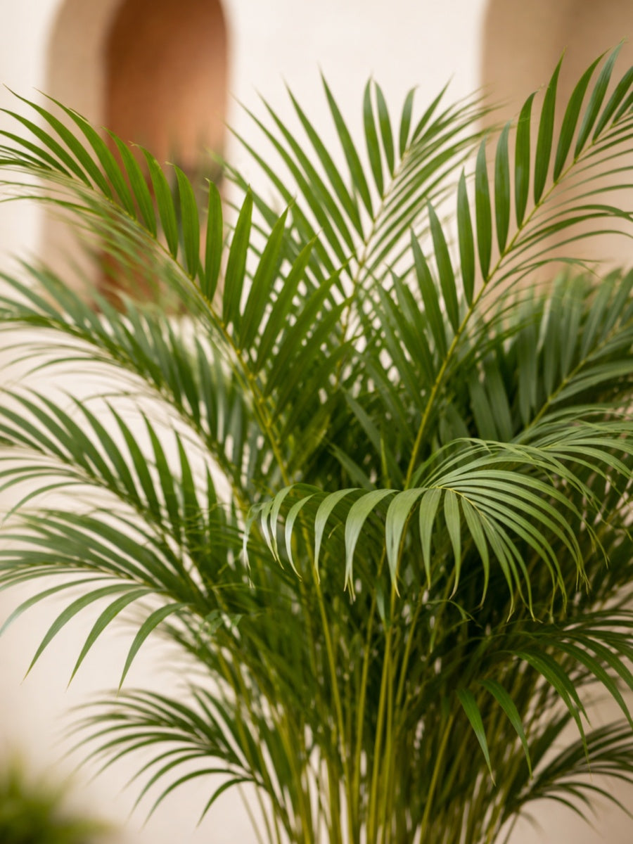 Areca Palm