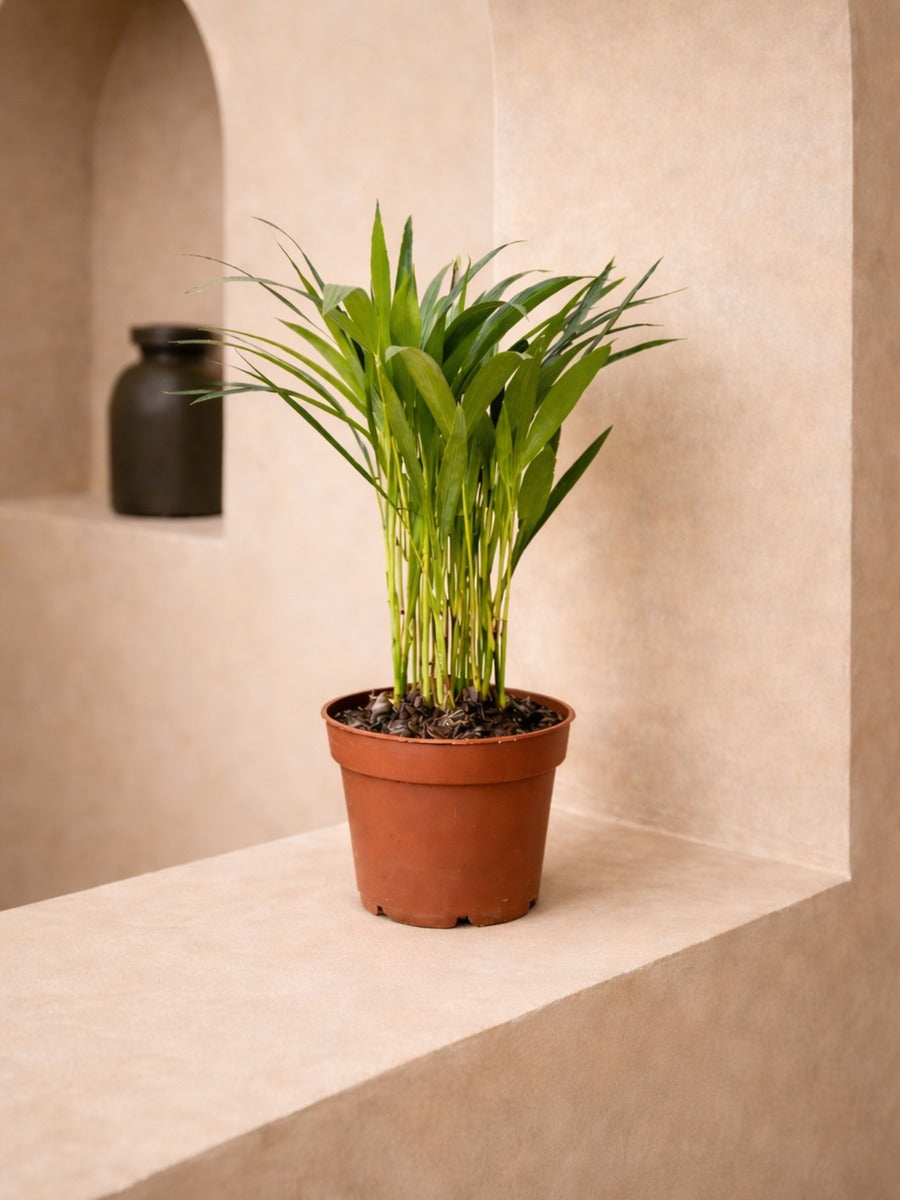 Areca Palm