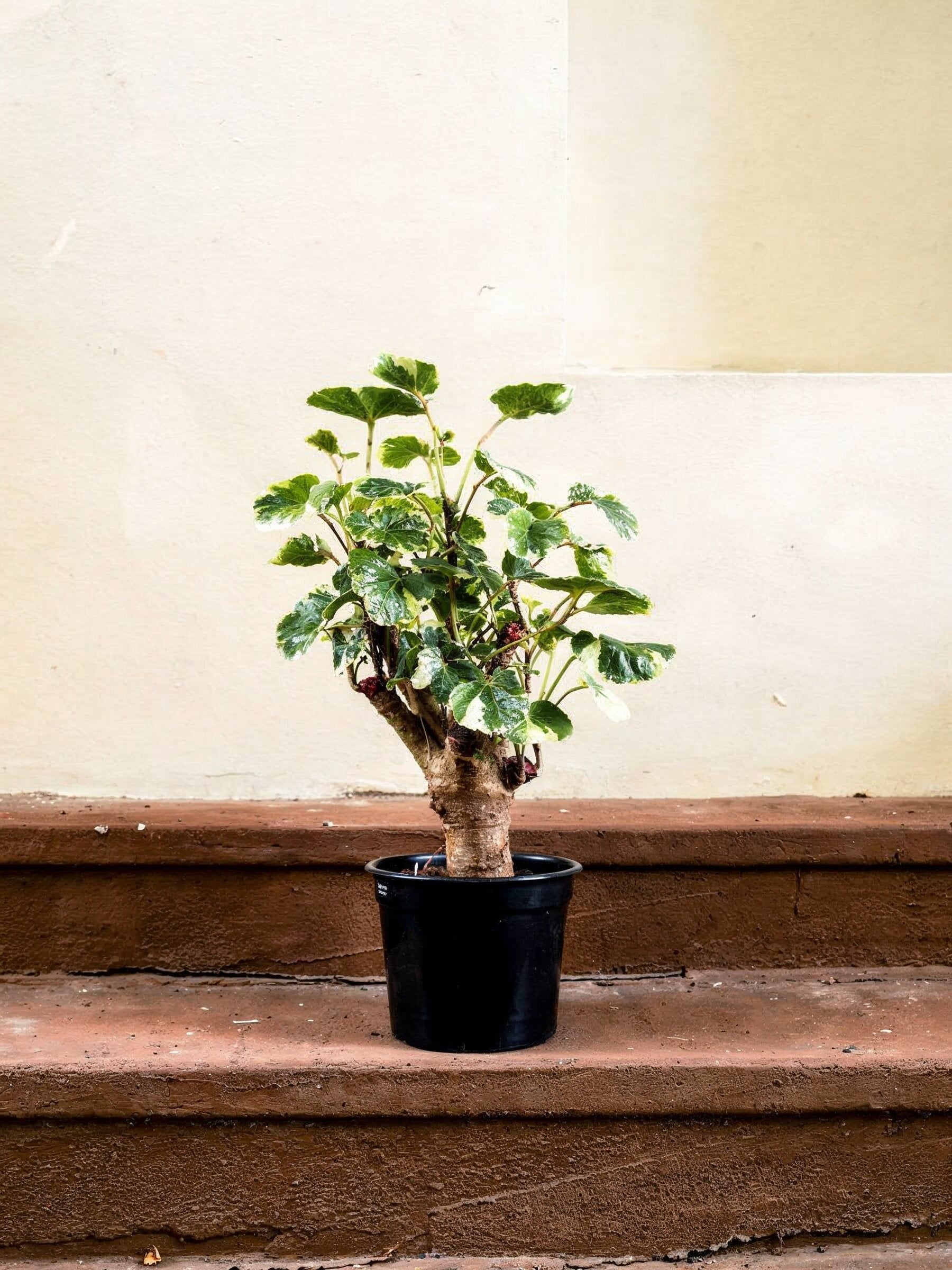 Balfour Aralia