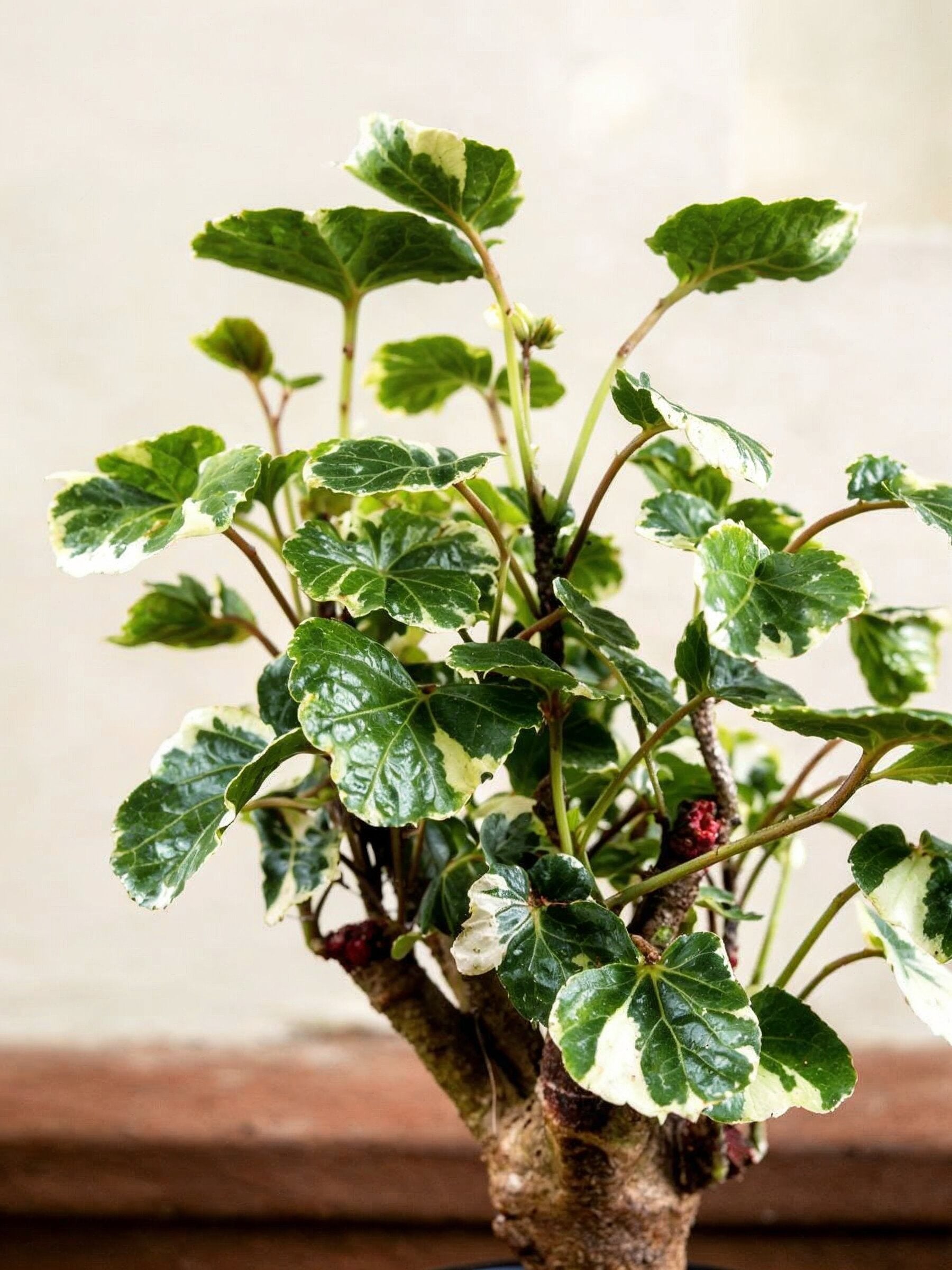 Balfour Aralia