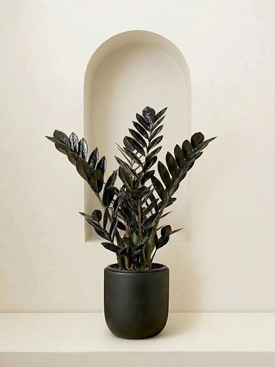 Black ZZ plant