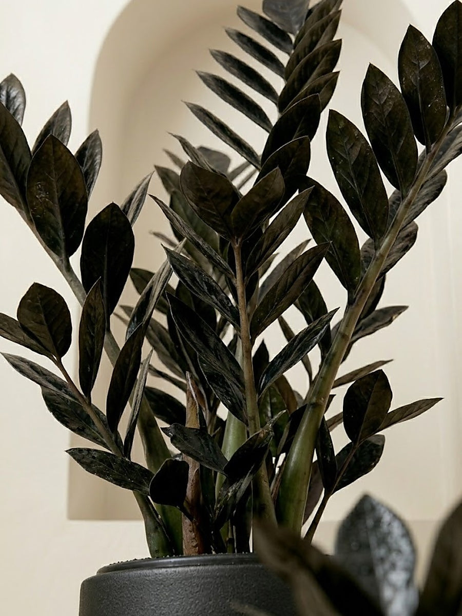 Black ZZ plant