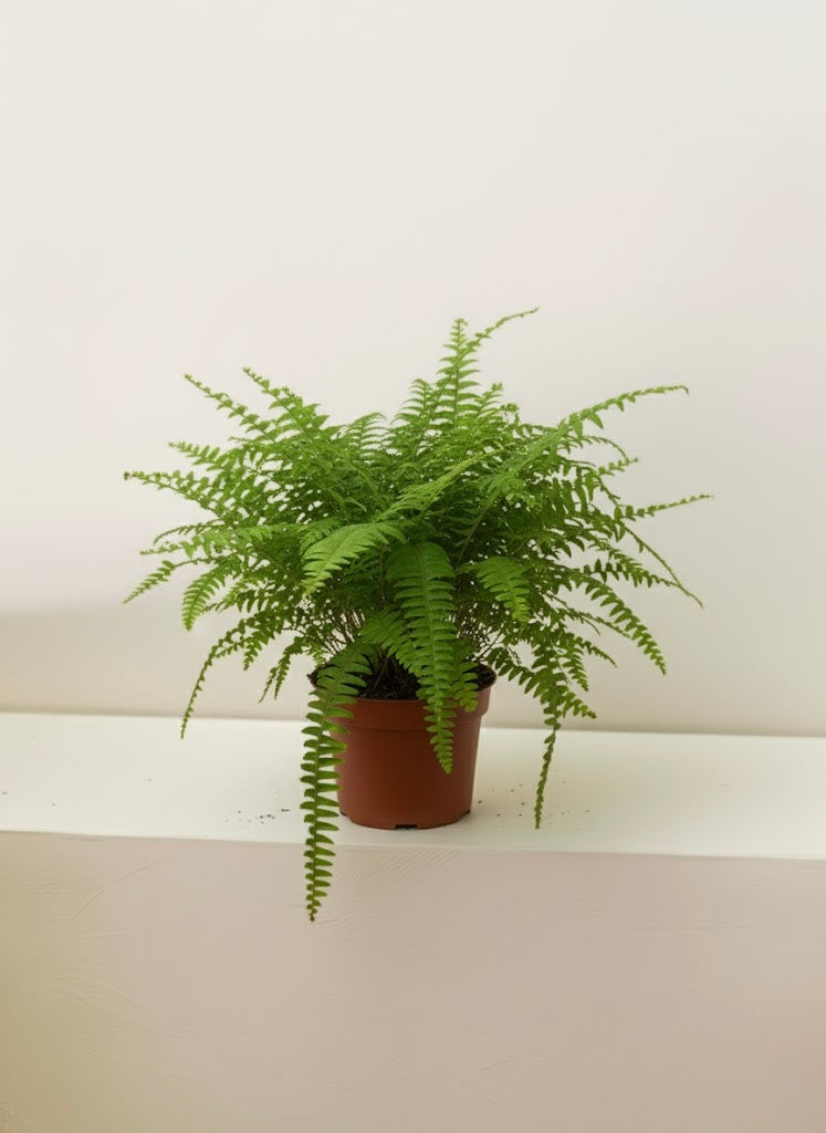fishbone fern indoor plant Fishbone Fern - Nephrolepis Exaltata | Hanging Indoor Plants