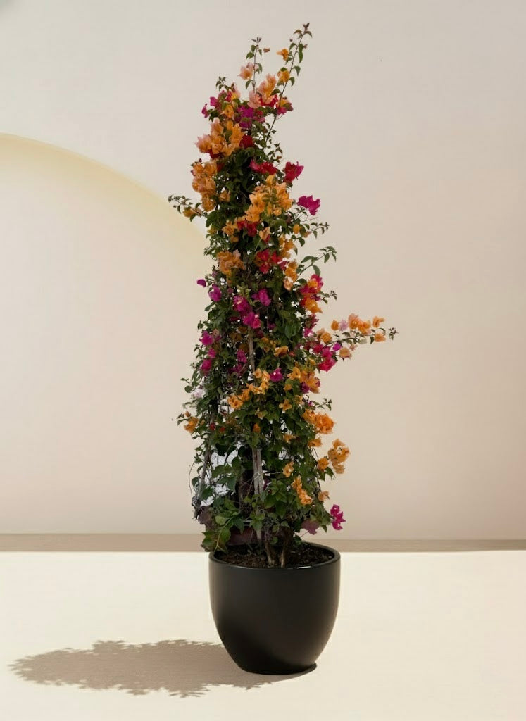 Bougainvillea Cone Multicolored
