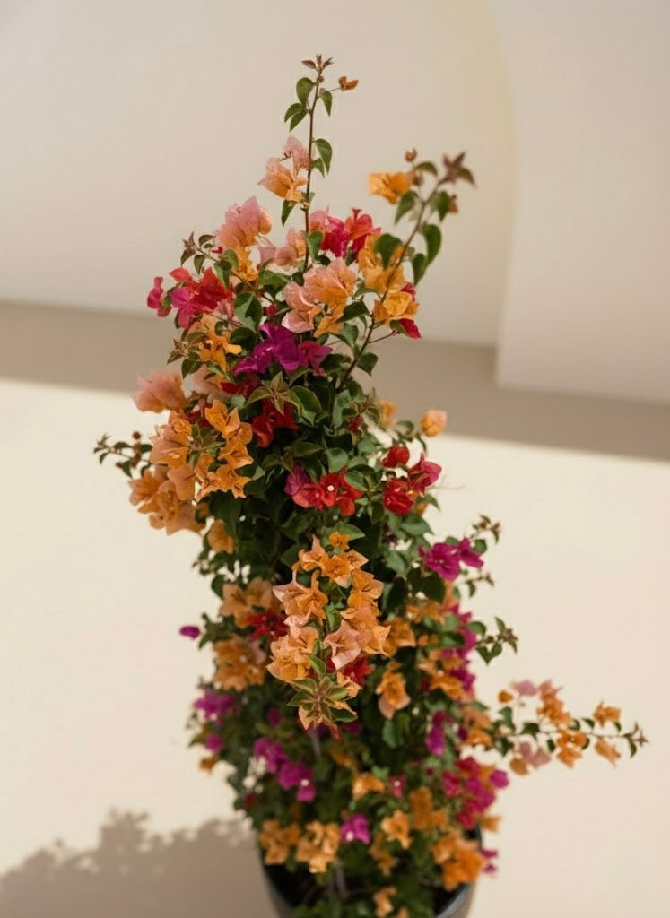 Bougainvillea Cone Multicolored