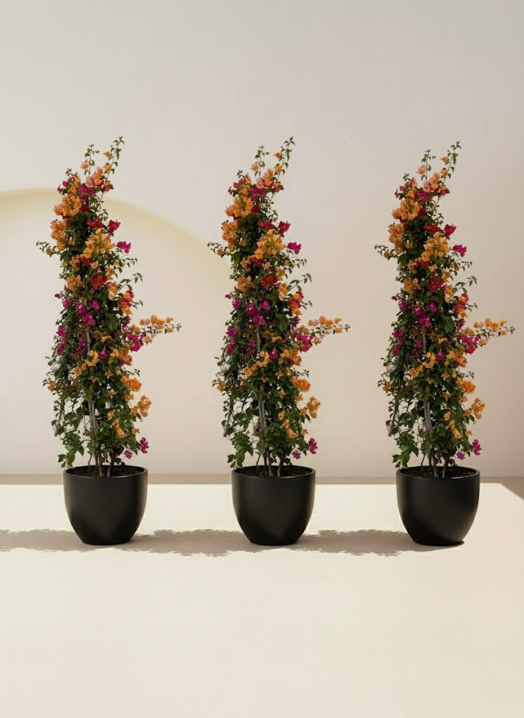 Bougainvillea Cone Multicolored