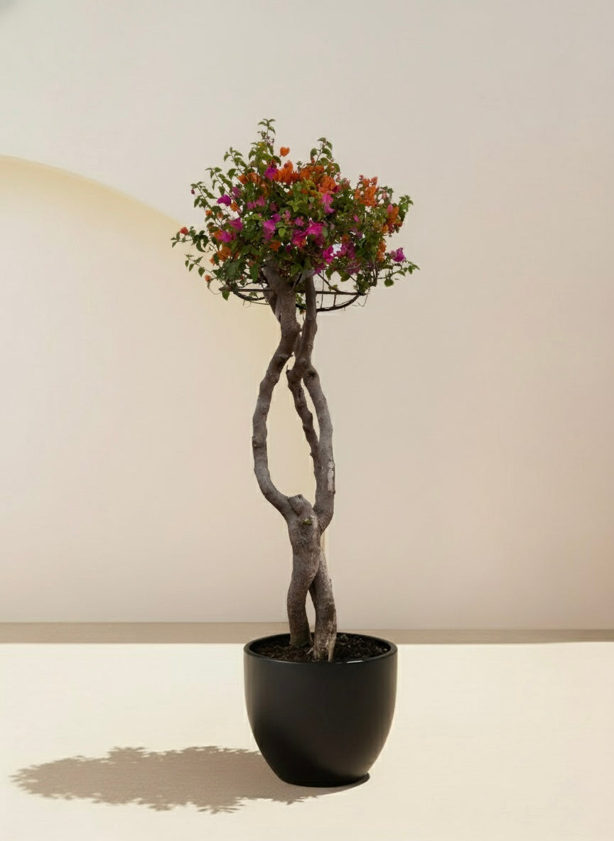 Bougainvillea Tree Multicolored