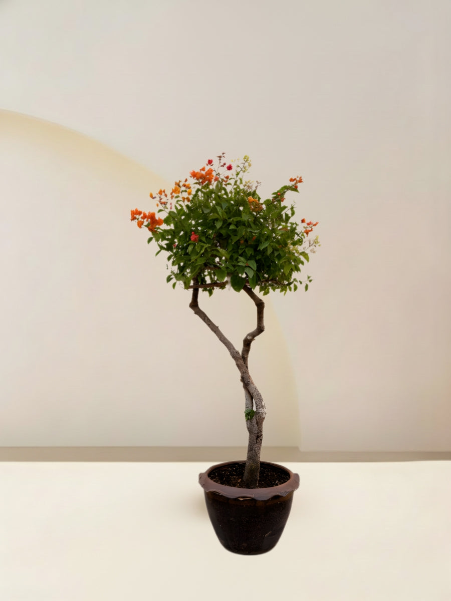 Bougainvillea Tree Multicolored