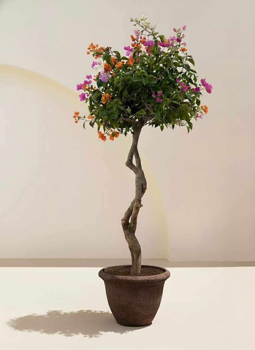 Bougainvillea Tree Multicolored
