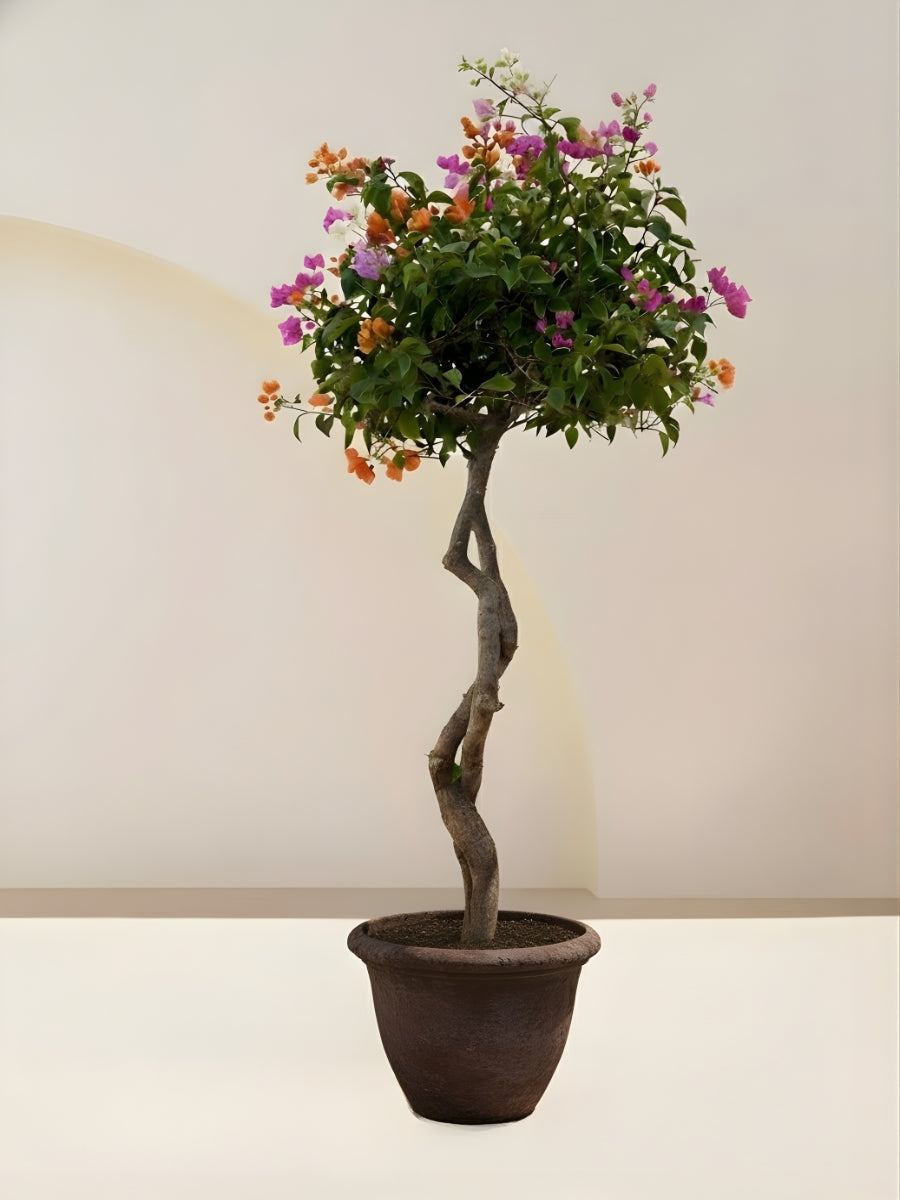 Bougainvillea Tree Multicolored