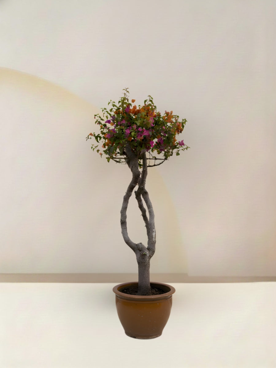 Bougainvillea Tree Multicolored
