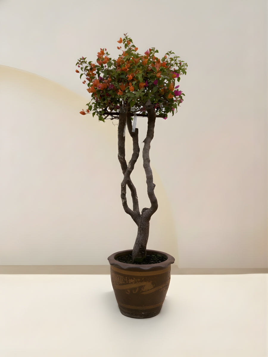 Bougainvillea Tree Multicolored
