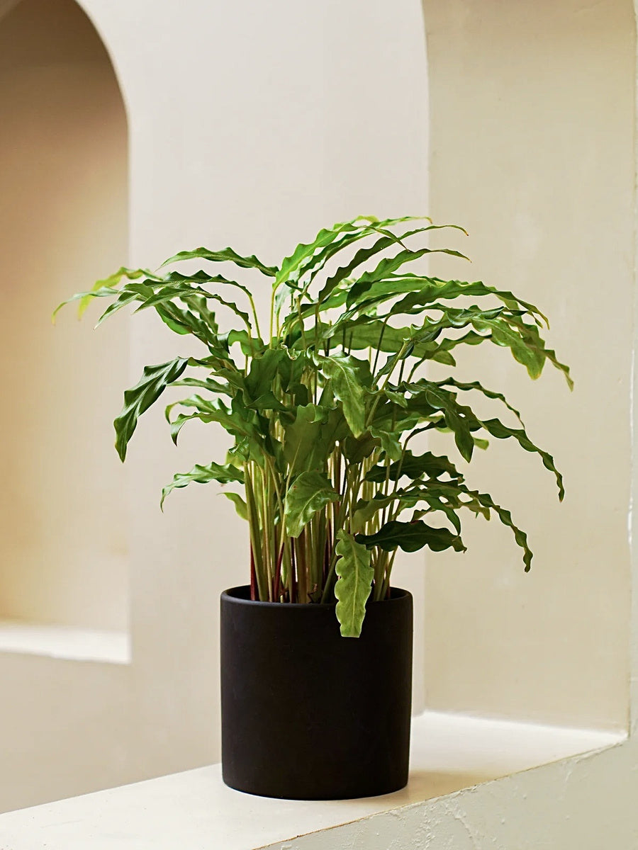 calathea blue Calathea Bluegrass