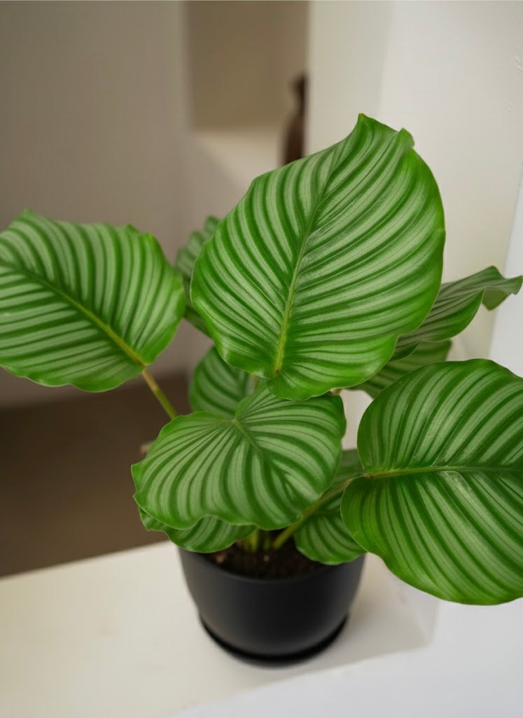 Calathea Orbifolia