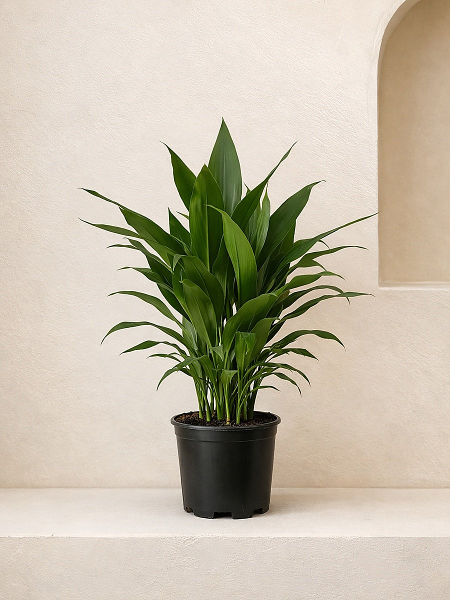 Cast Iron Plant