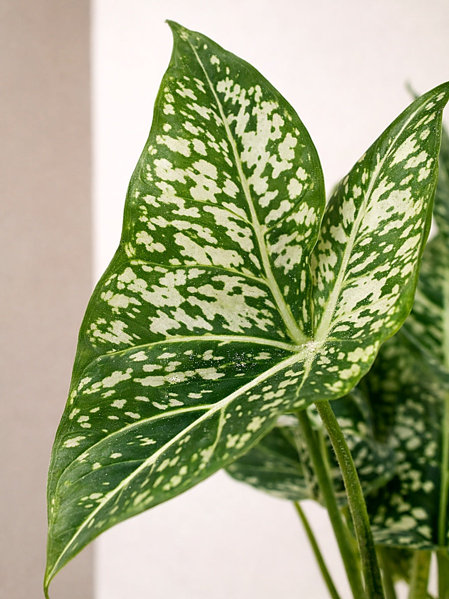 Chinese Evergreen