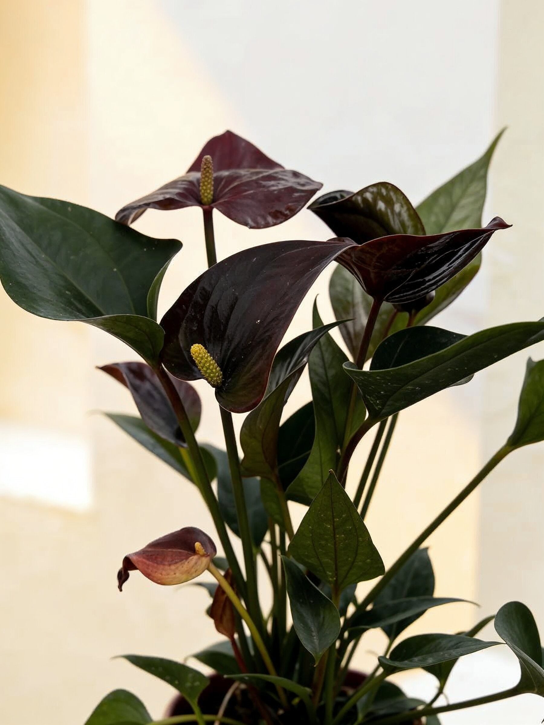 Chocolate Flamingo Flower