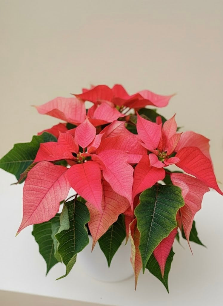 Christmas Flower