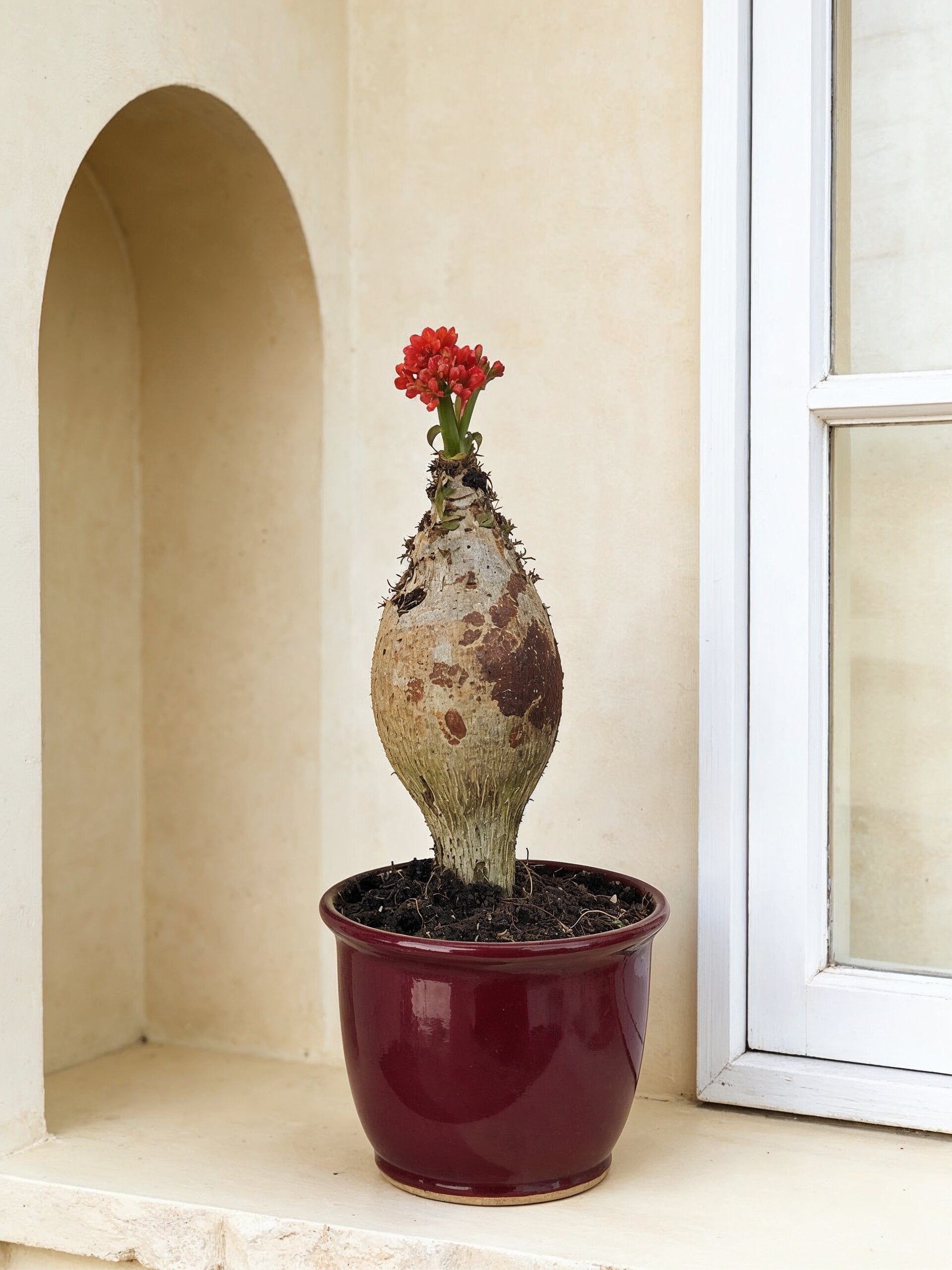 coral plant indoor Coral Balcony | Exotic Indoor Plant