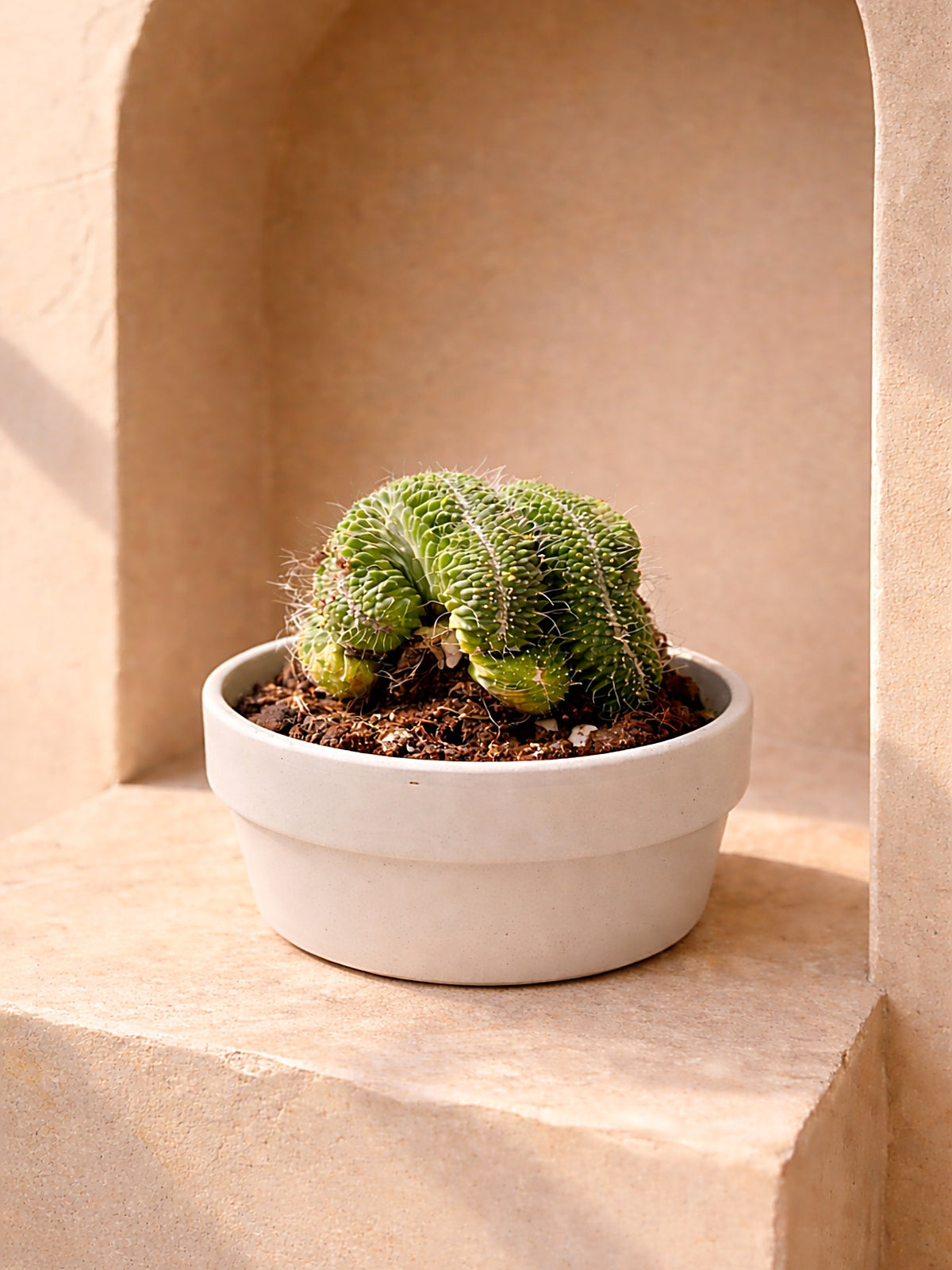 Crested Brain Cactus | Rare Sculptural Succulent