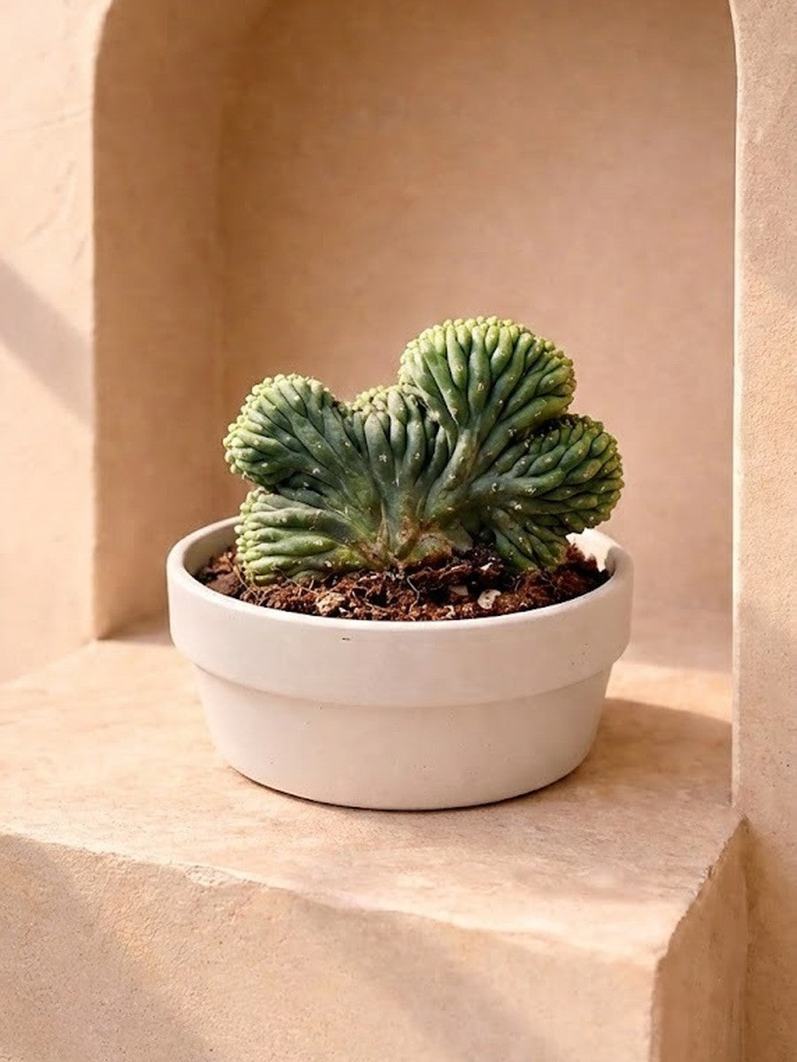 Crested San Pedro Cactus