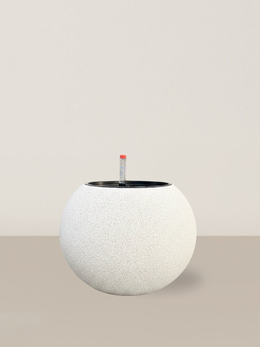 Self-watering Daisy | White