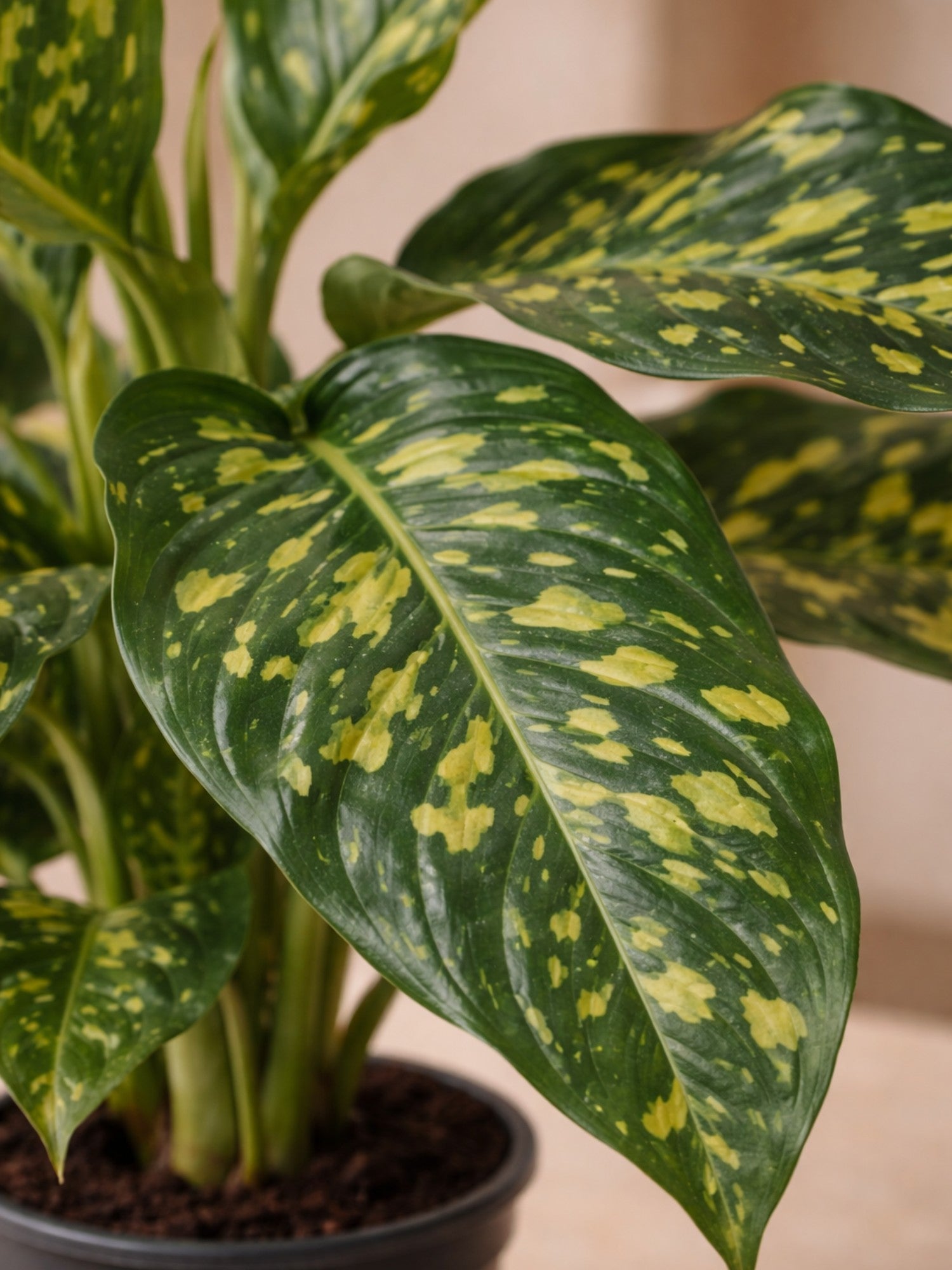 Dieffenbachia Spotty