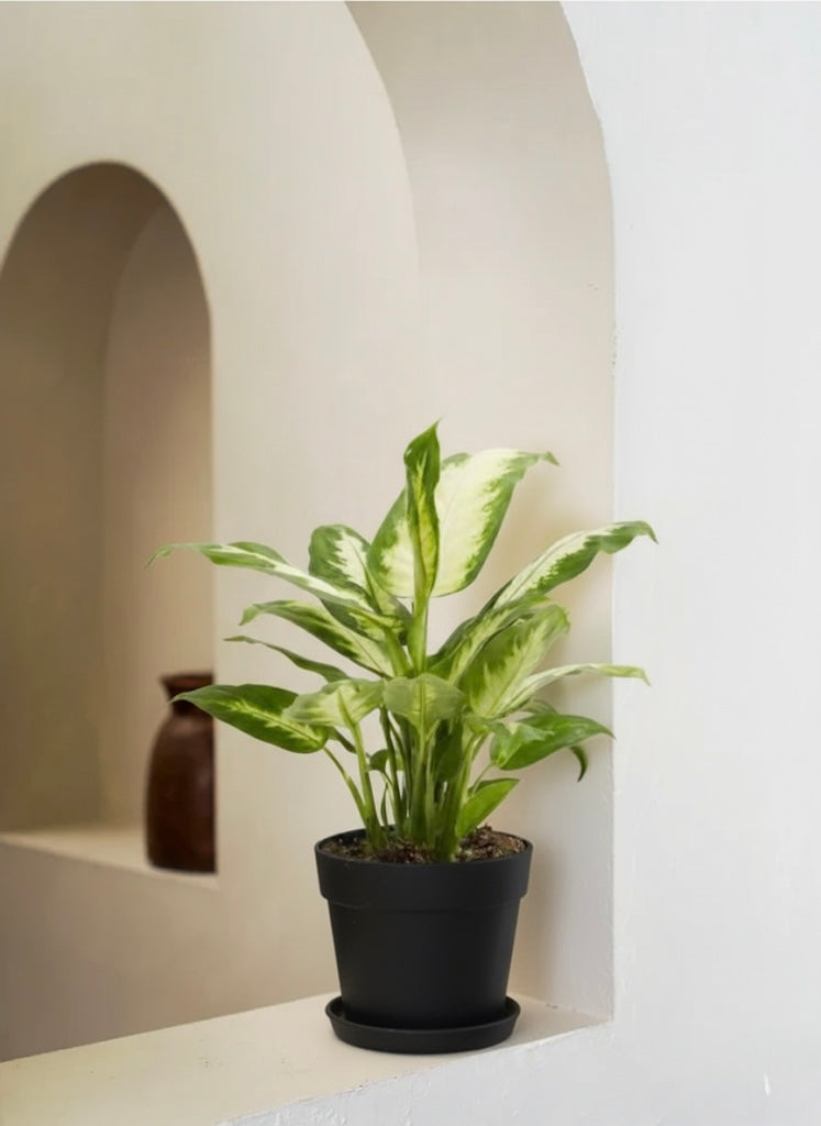 Dieffenbachia Camilla