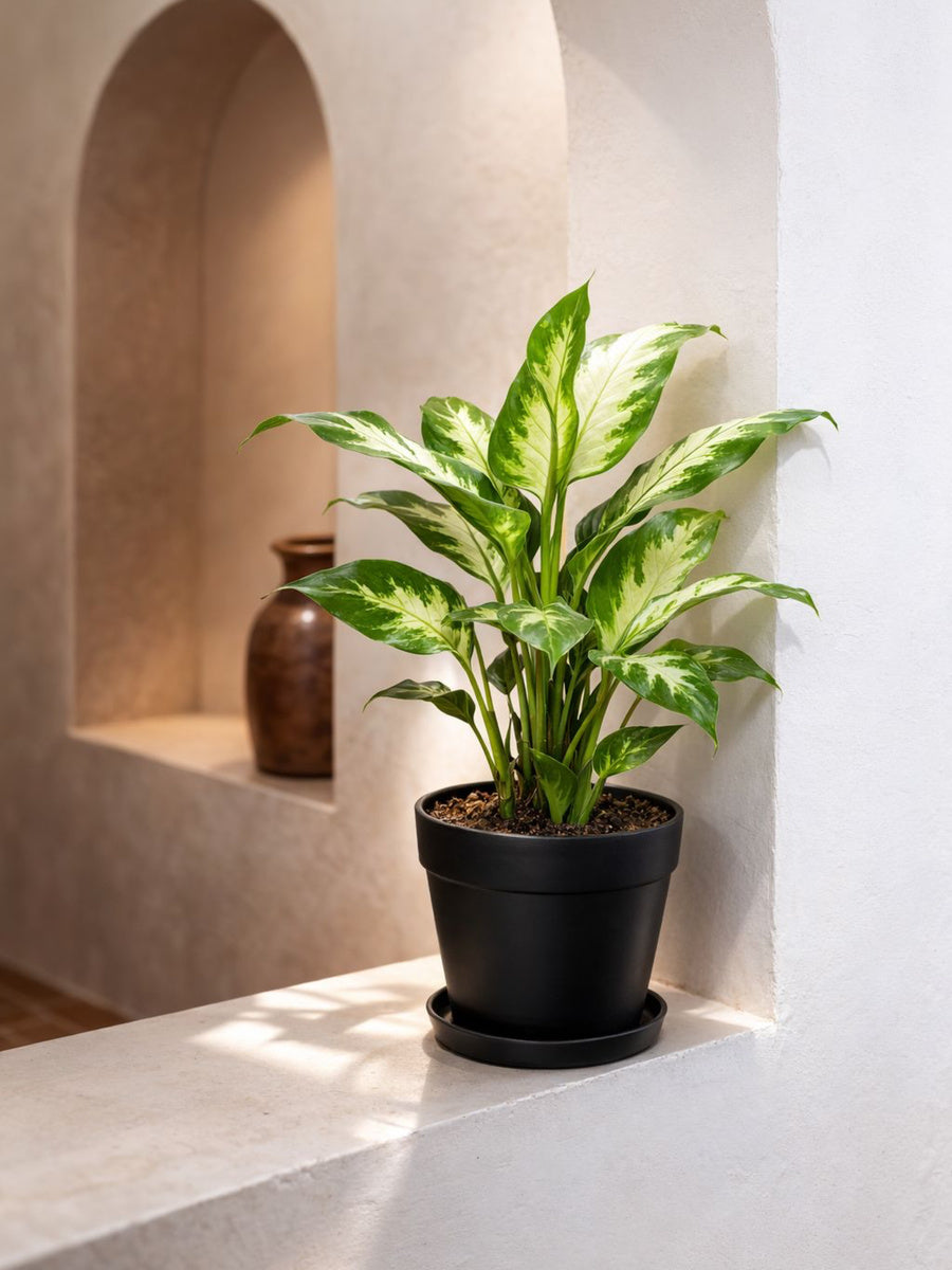 Dieffenbachia Camilla