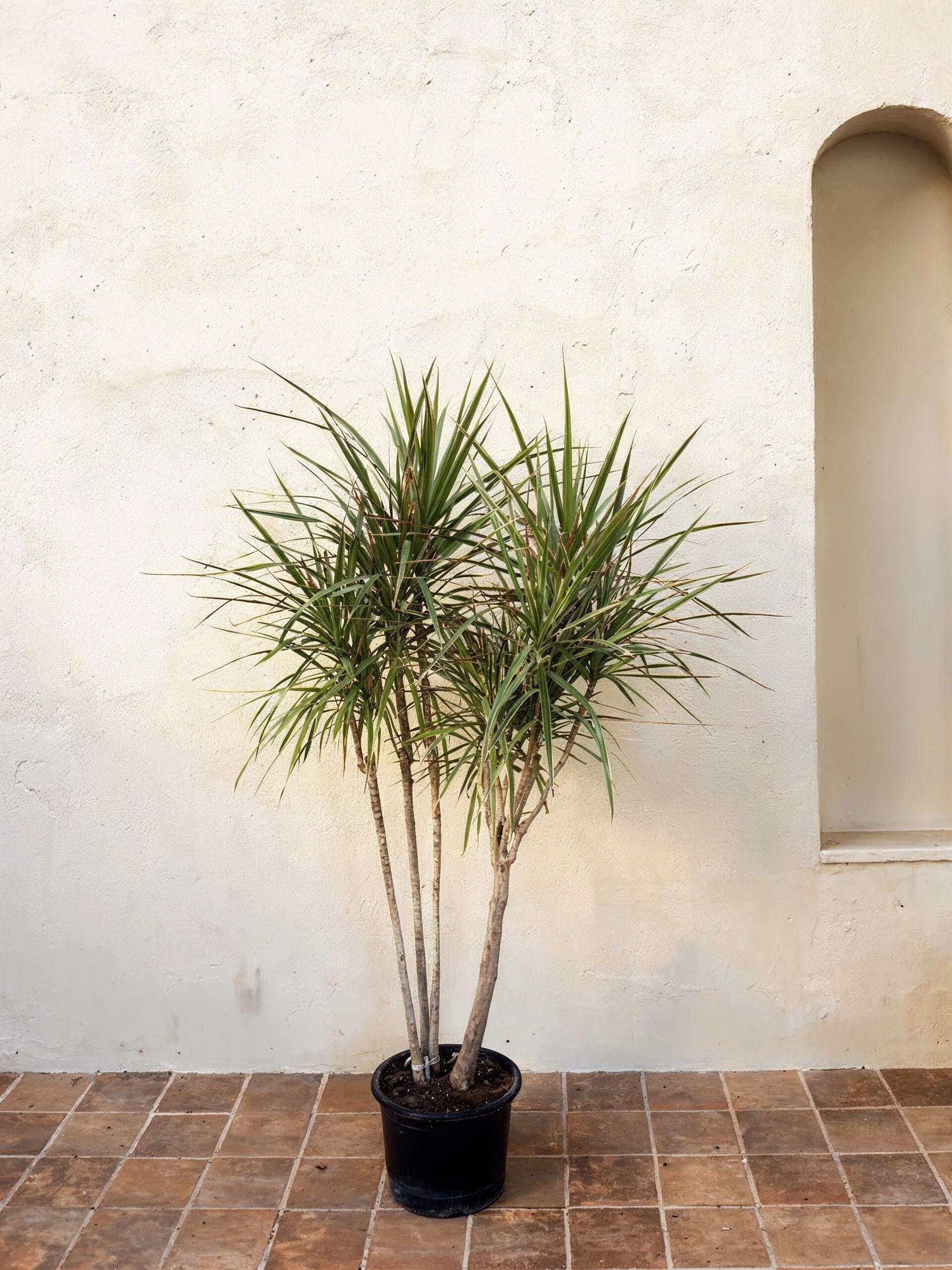 dracaena tricolour Dracaena Marginata Tricolour | Tall Indoor Plants