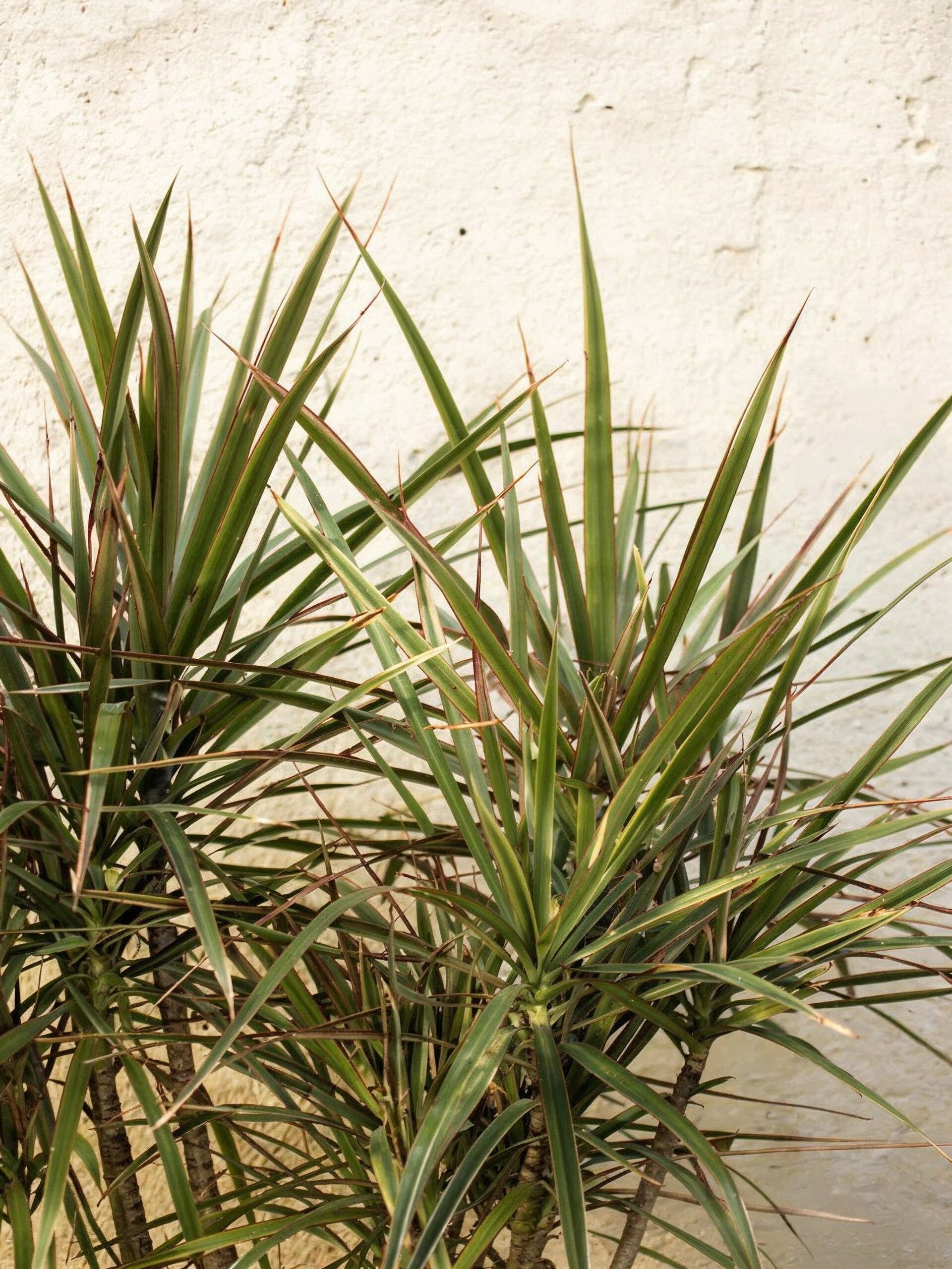 Dracaena Marginata Tricolour