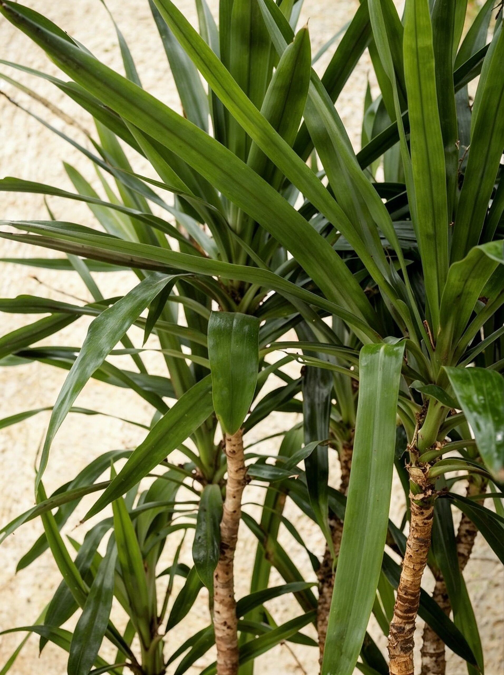 Dracaena Marginata Green