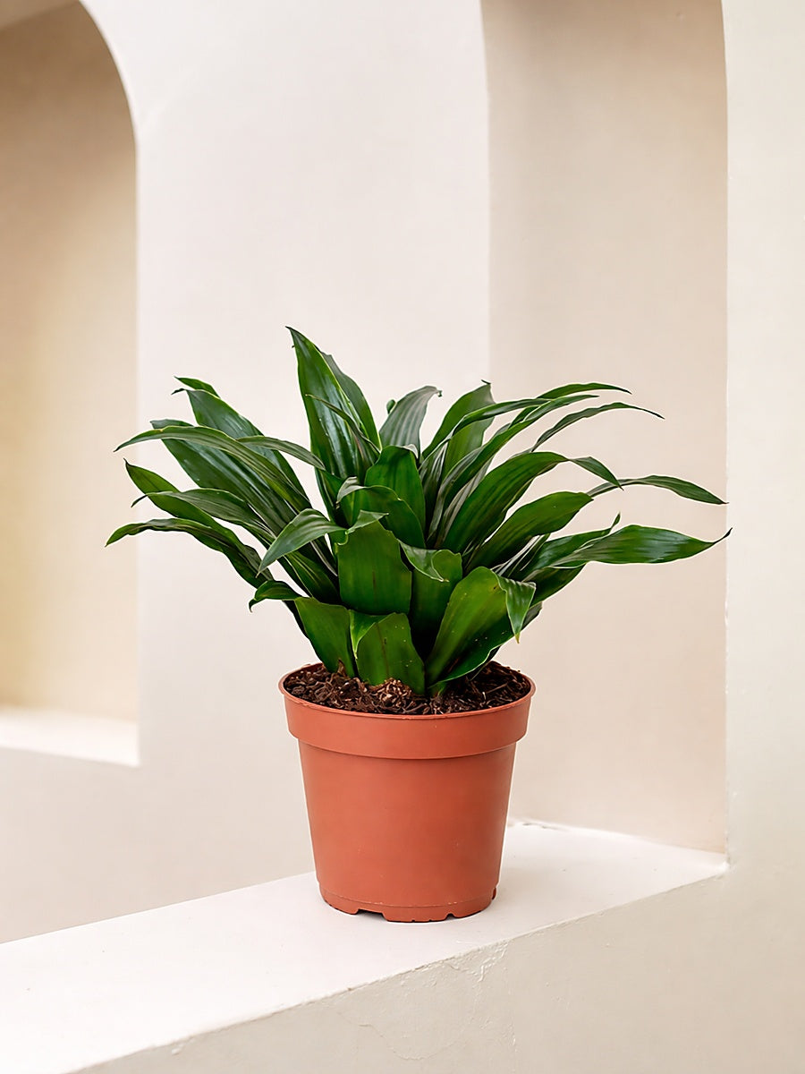 Dracaena Compacta Head