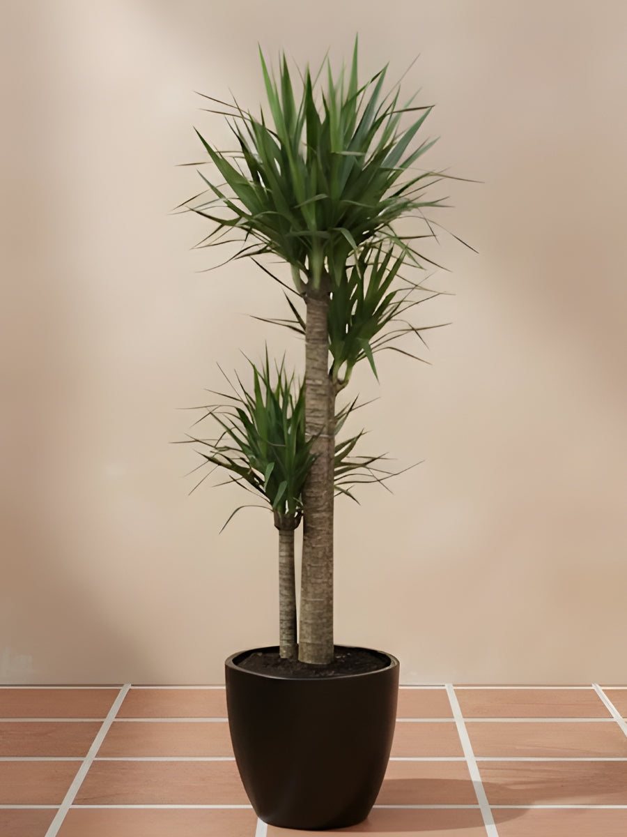 Dracaena Draco Multistem