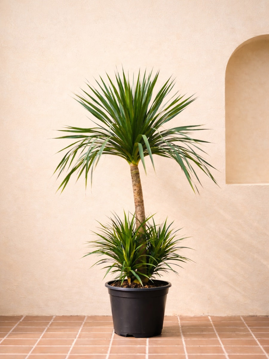 Dracaena Draco Multistem