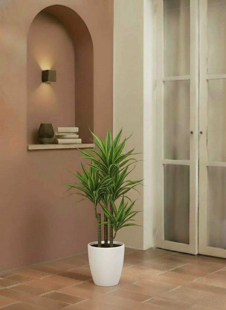 Dracaena Lemon Lime