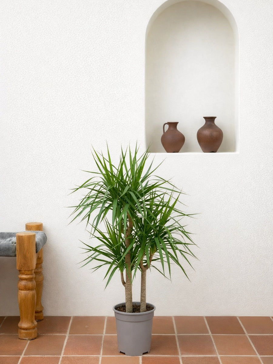 is dracaena indoor or outdoor Dracaena Marginata | Tall Indoor Plants