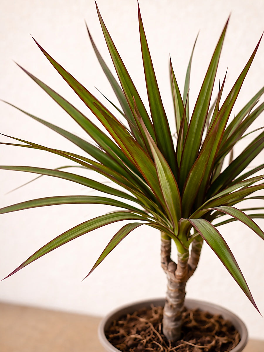 Dracaena Marginata Head