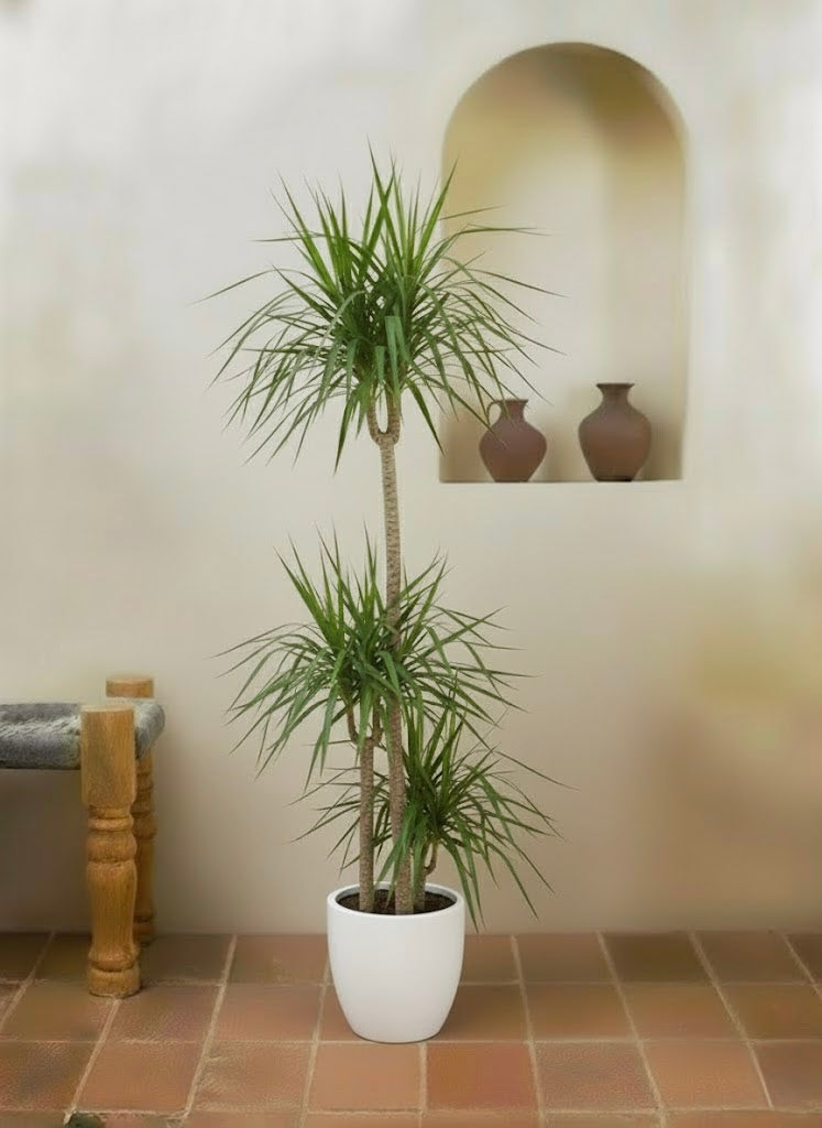 Dracaena Marginata