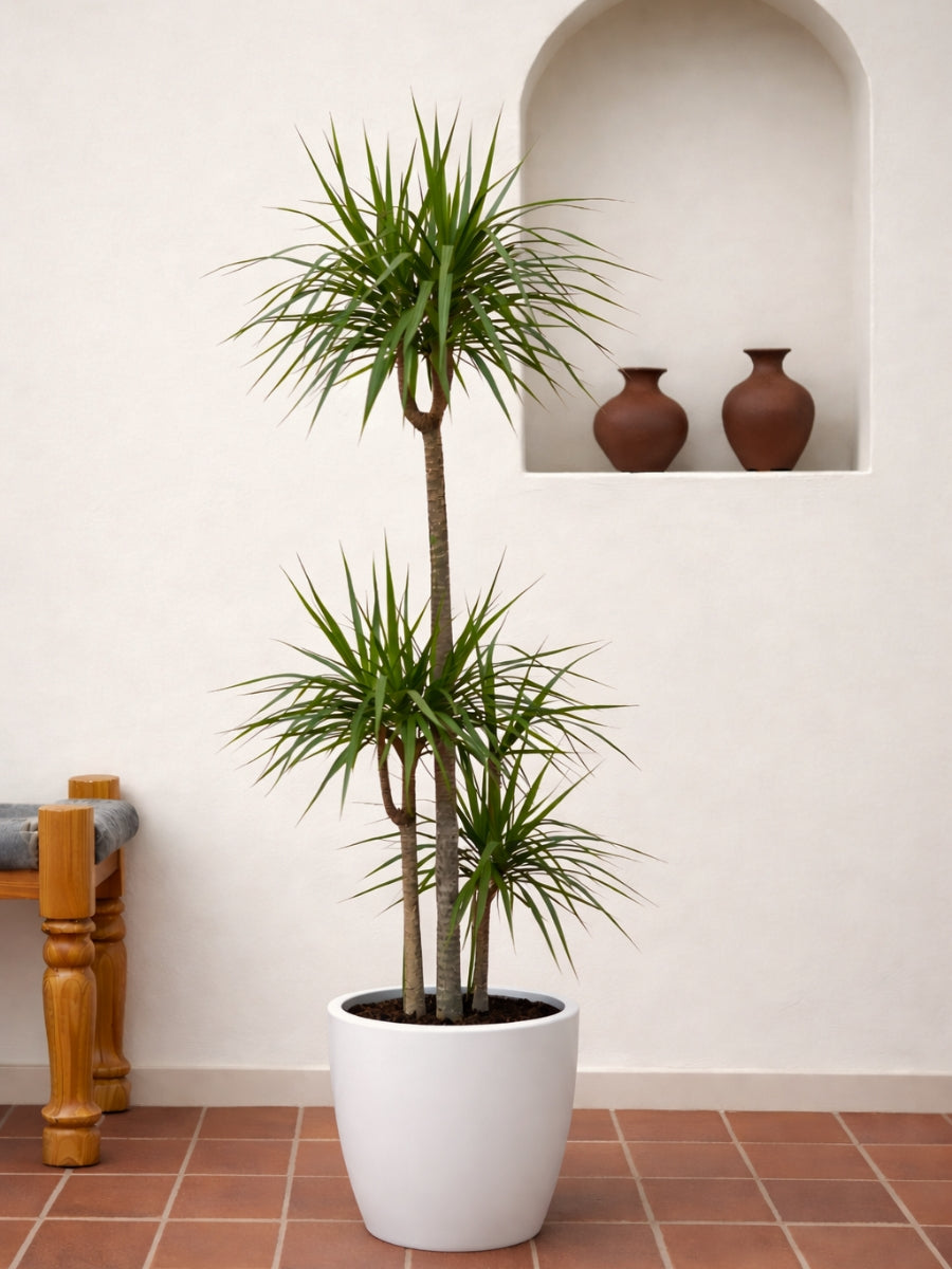Dracaena Marginata