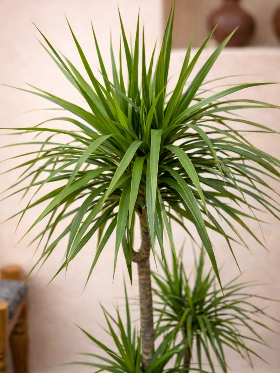 Dracaena Marginata