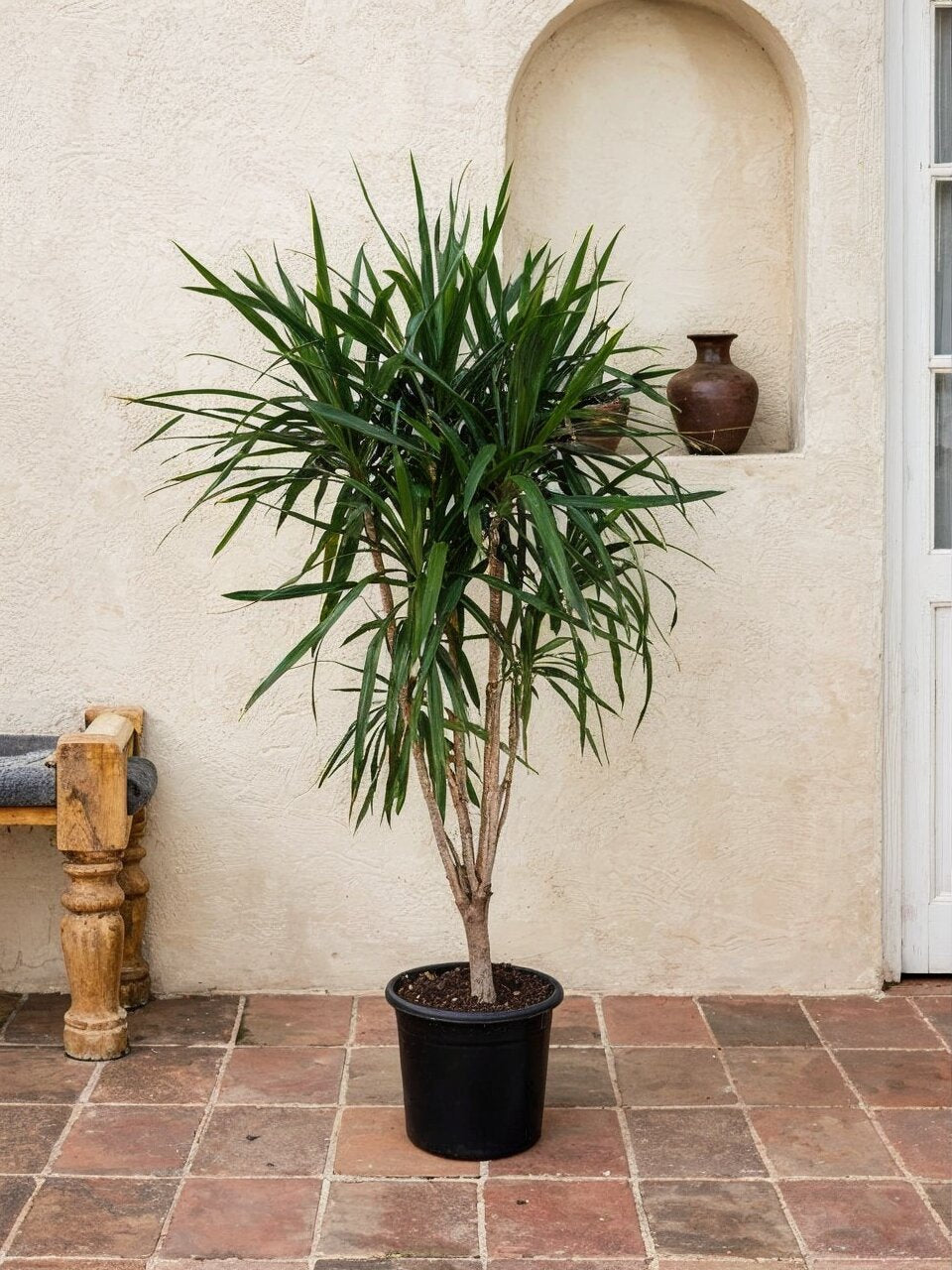 Dracaena Marginata Green