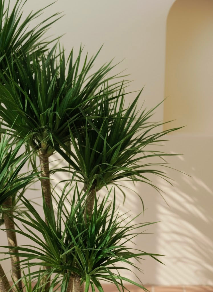 Dracaena Draco Multistem