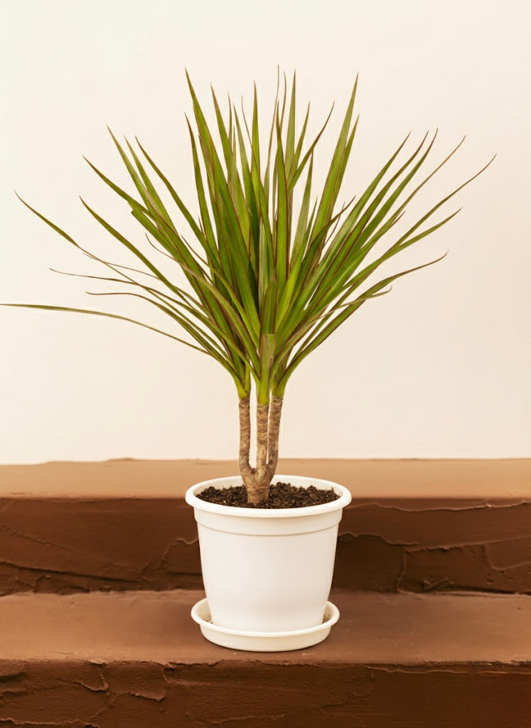 Dracaena Marginata Head